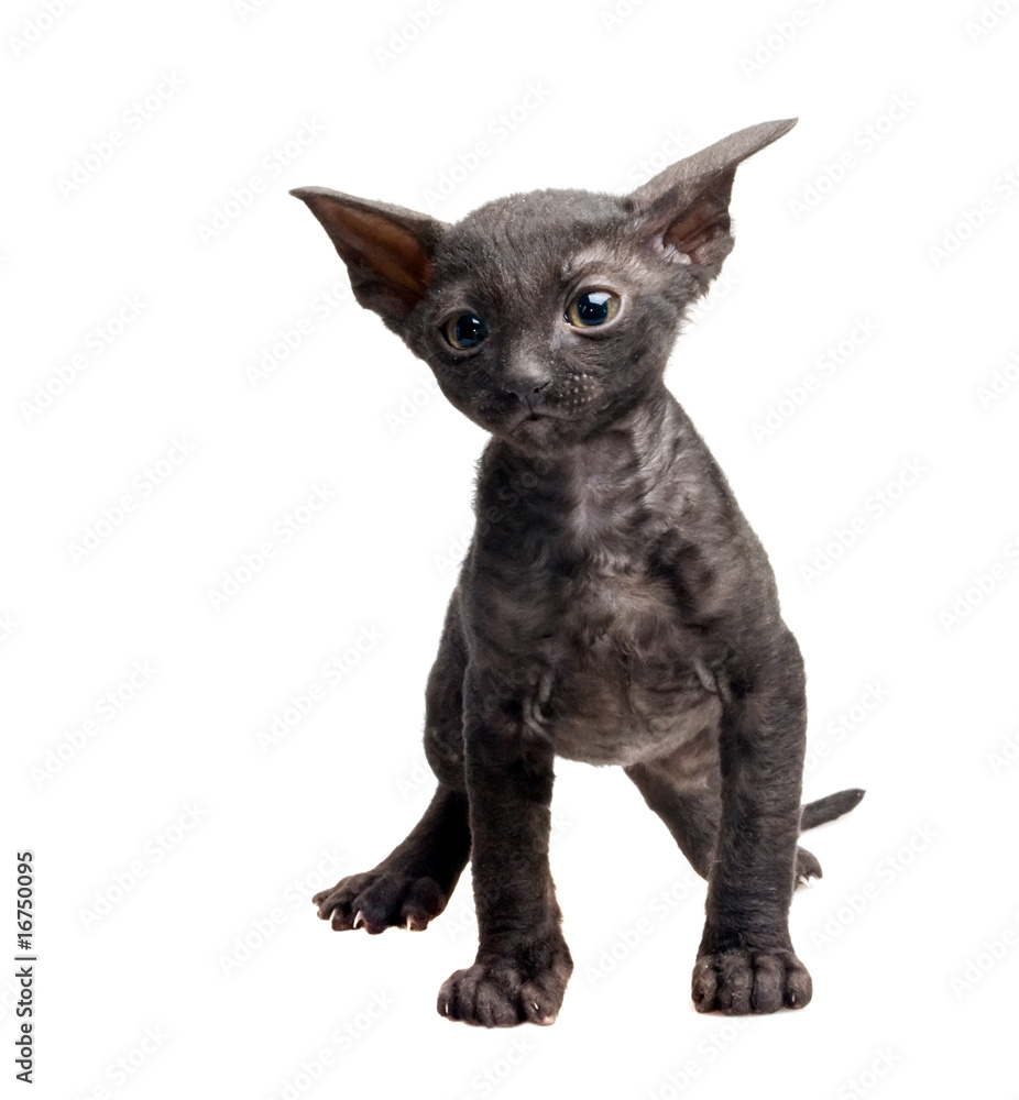 Obraz premium cornish rex kitten