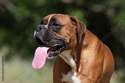 portrait d'un boxer adulte tirant la langue en plein été © Dogs