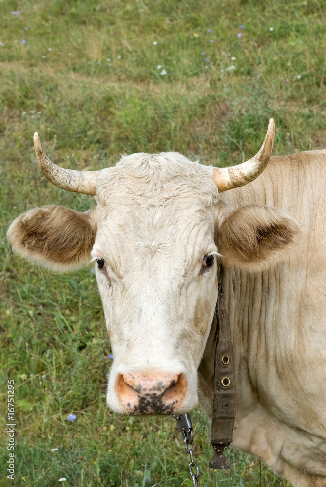 Cow Cow