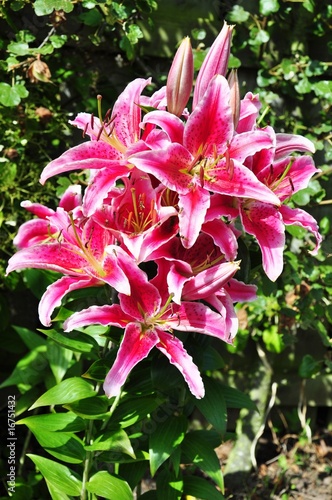 Fotografie Lily 'Stargazer' with hoverflies