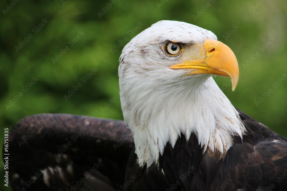 Fototapeta premium Weisskopfseeadler 6