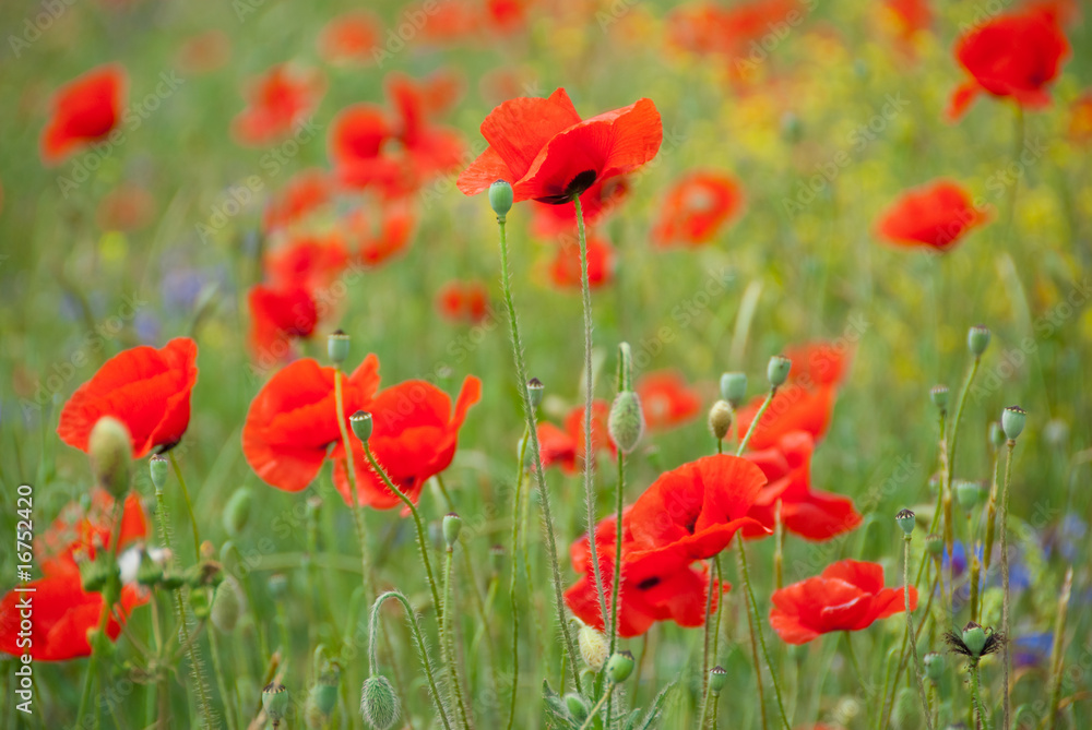 Poppy field in Crimea Poppy field in Crimea