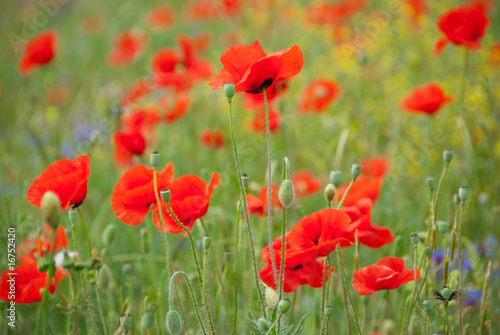 Poppy field in Crimea