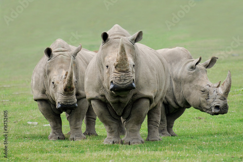 Obraz na plátně Rhinoceros