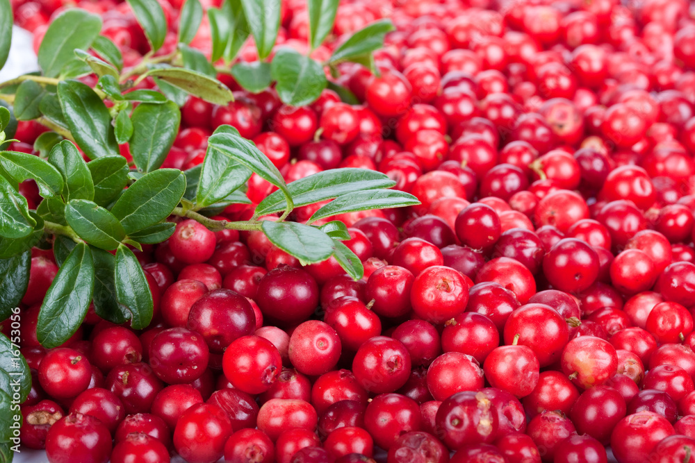 Fresh cowberry with green leaves