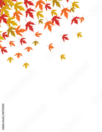 Fototapeta Naklejka Na Ścianę i Meble -  Autumn leaves vector illustration