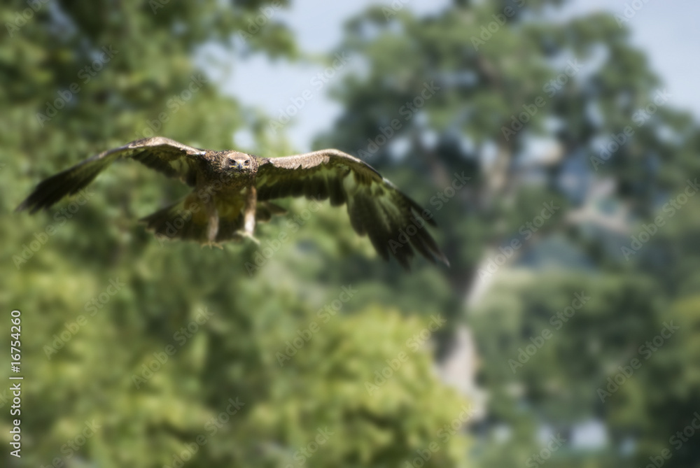Obraz premium Flying golden eagle