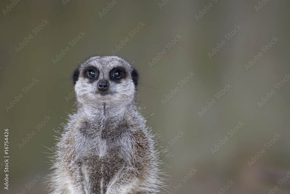 Meerkat on guard Meerkat on guard