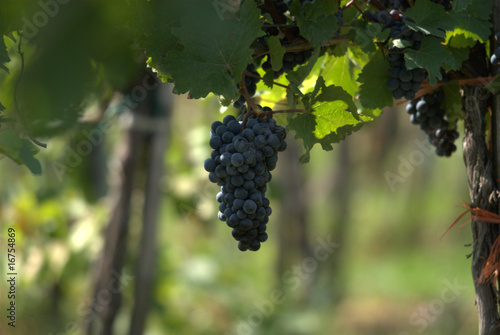 Wiener Wein