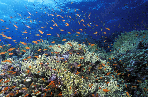 Red Sea reef scenic