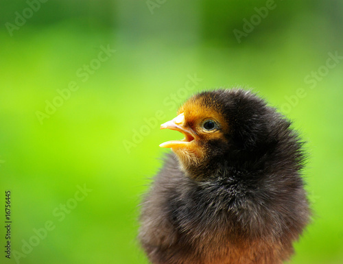 chick