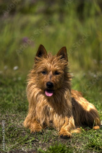 Foto Australian Terrier
