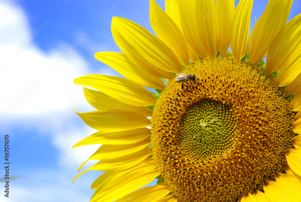 Big sunflower and sky Big sunflower and sky
