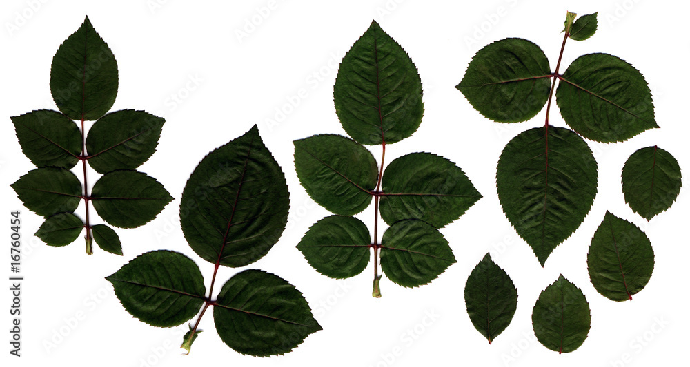 rose leaves rose leaves