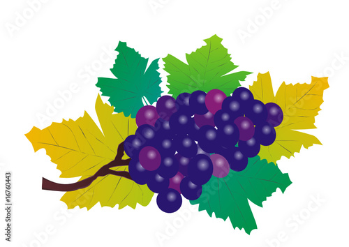 rote traube