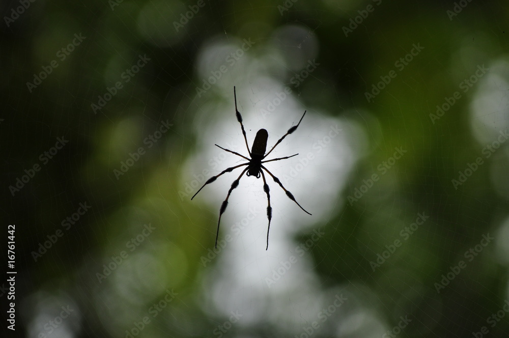 Large Spider on Web Large Spider on Web