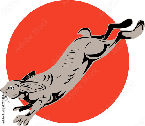 Snowshoe hare jumping
