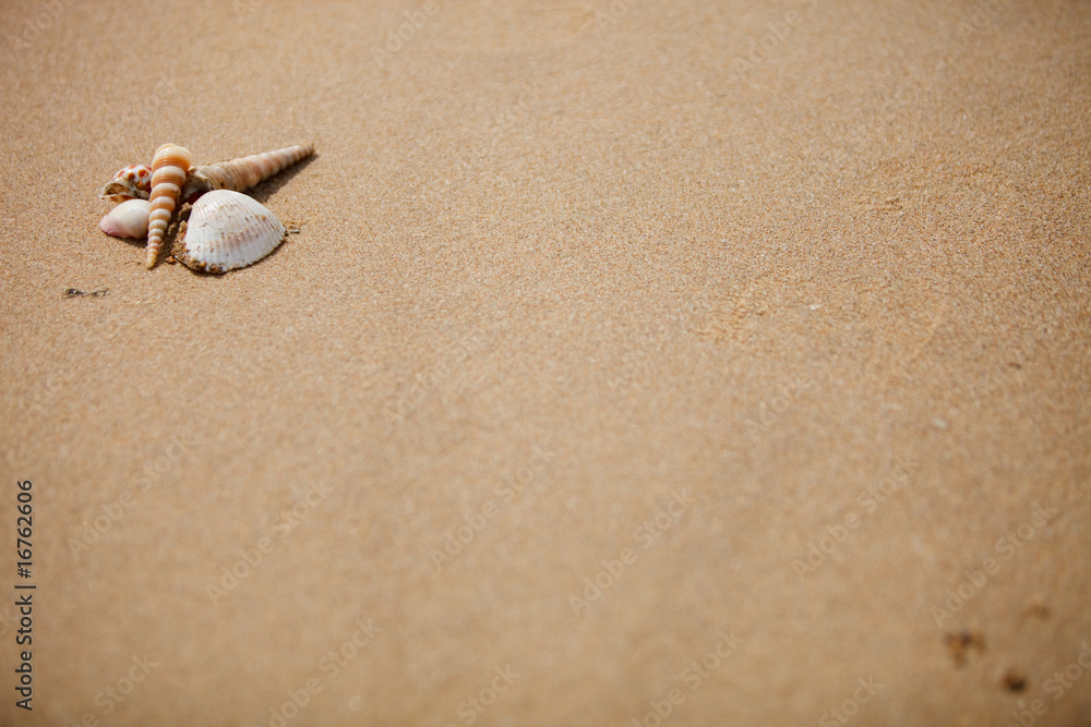 Shells Shells