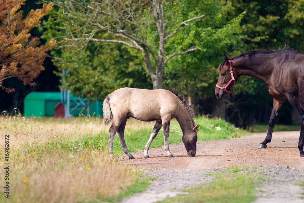 Obraz premium horse