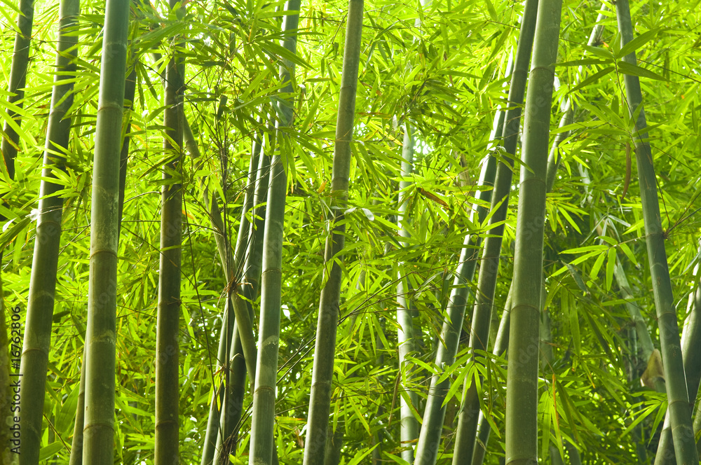 Fototapeta premium bambusowy las