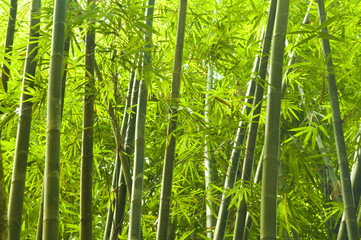 Keuken achterwand Bamboe Rustgevend bamboebos in groen  © wong yu liang