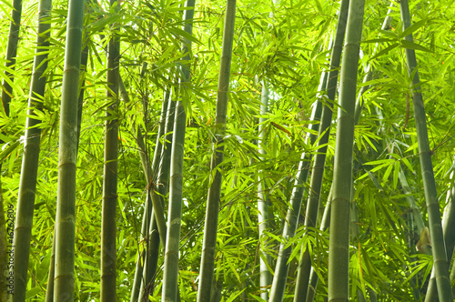 bamboo forest #16762806