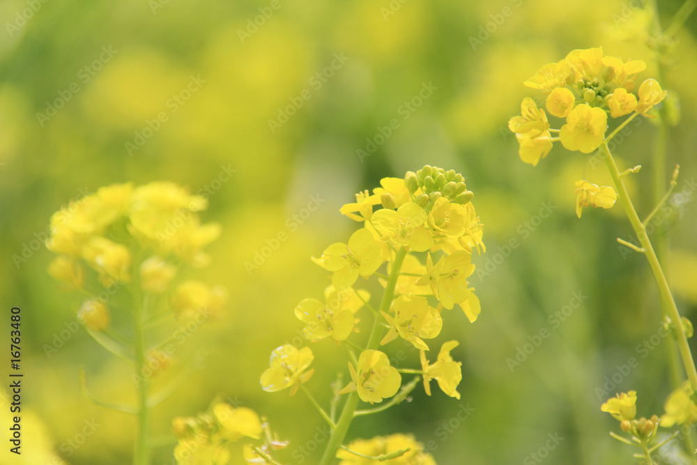 菜の花 菜の花