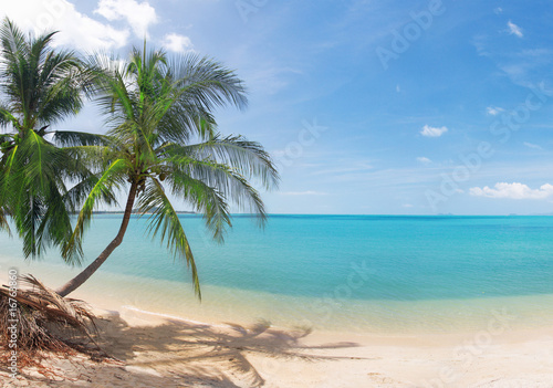 Fototapeta Naklejka Na Ścianę i Meble -  tropical beach with coconut palm and sea
