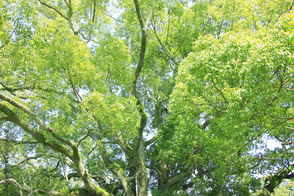 Fototapeta premium 奈良公園飛火野の大楠