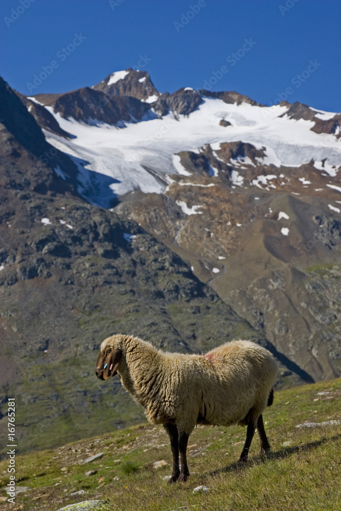 Fototapeta premium Bergschafe im Ötztal