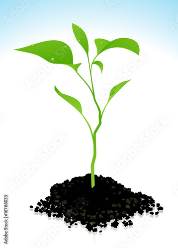 Sprout