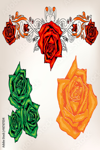rose flower