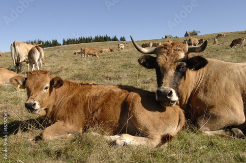 vaches aubrac © MB