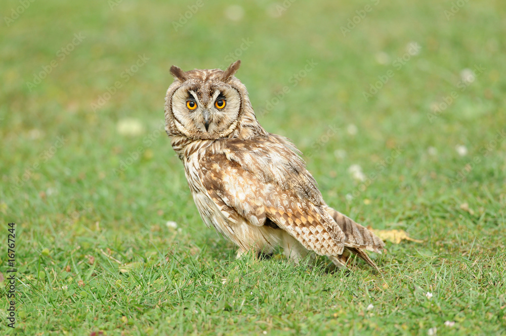 Obraz premium Raubvogel 8