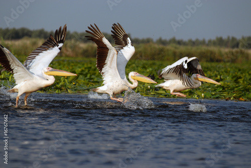 Flaying pelicans