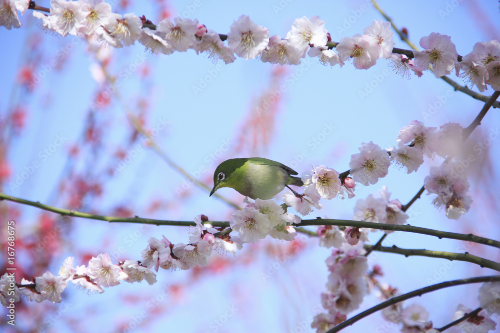 メジロと梅