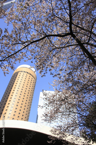桜と梅田ビル街
