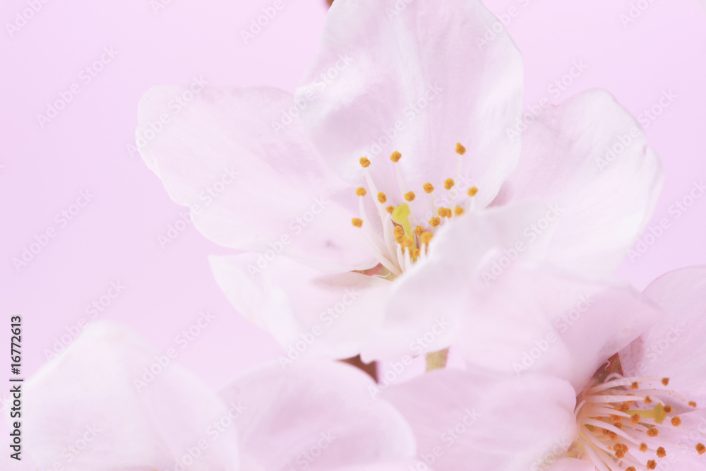 桜 桜