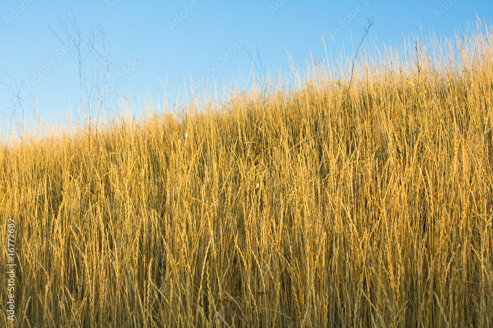 Dry grass on a background sky