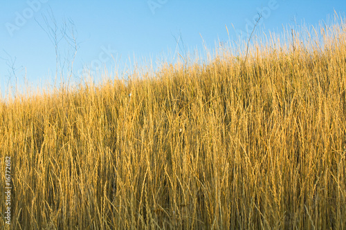 Dry grass on a background sky
