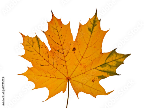 autumnal maple leaf isolated on white background