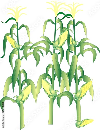 Corn on the stalks illustration