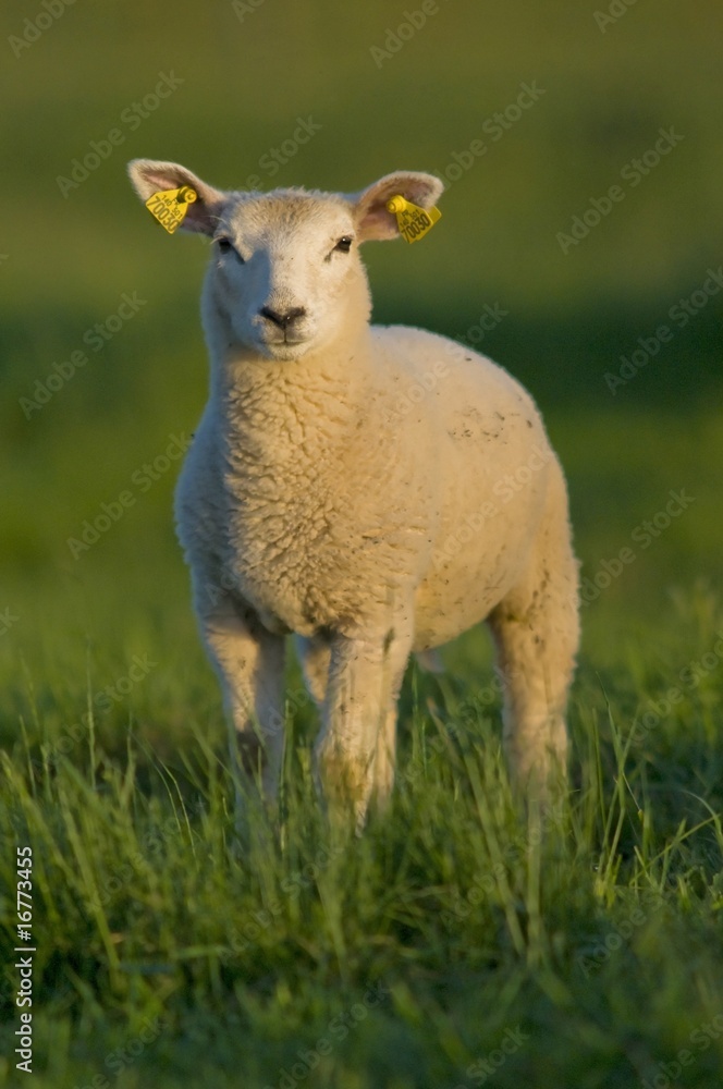 Fototapeta premium agneau dans une pâture
