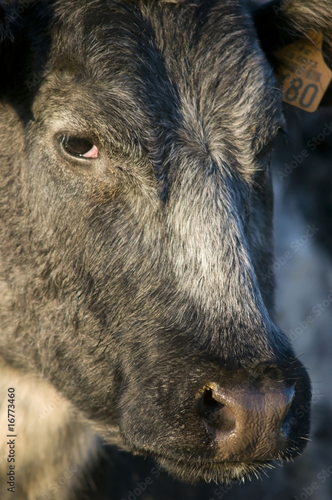 vache dans une pâture