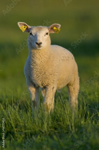 agneau dans une pâture