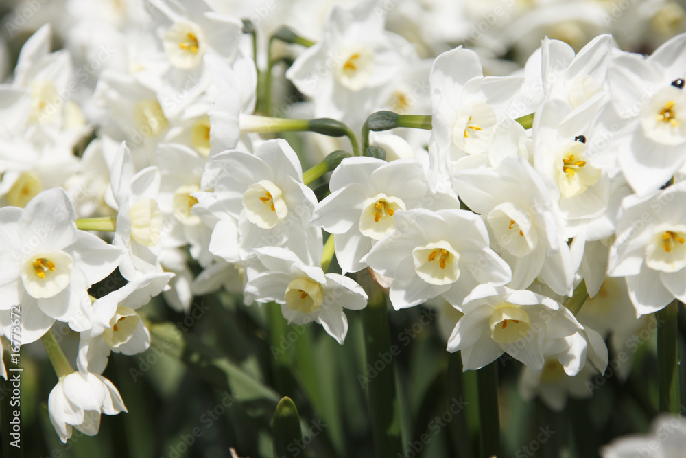 白水仙 Images Browse 40 Stock Photos Vectors And Video Adobe Stock 白水仙 Images Browse 40 Stock Photos Vectors And Video Adobe Stock