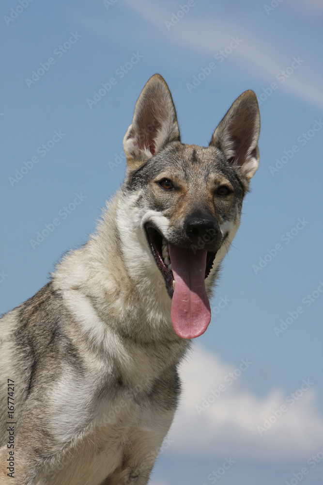 portrait d'un superbe chien loup tchécolslovaque de face portrait d'un superbe chien loup tchécolslovaque de face