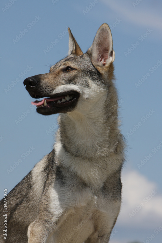Naklejka premium beau portrait du chien loup tchécoslovaque de trois quarts