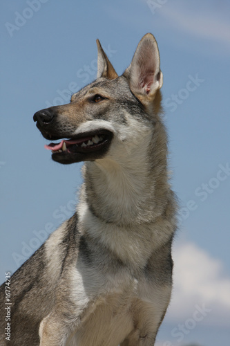 beau portrait du chien loup tch  coslovaque de trois quarts
