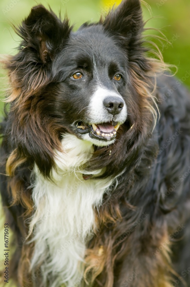 Fototapeta premium Chien BORDER COLLIE